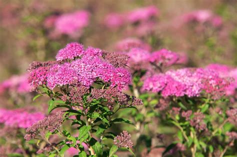 pink flowering shrubs identification|pink summer blooming perennials.